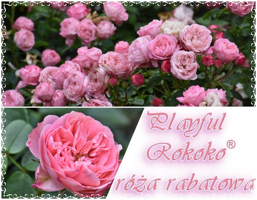 Playfull rokoko róża wielkokwiatowa